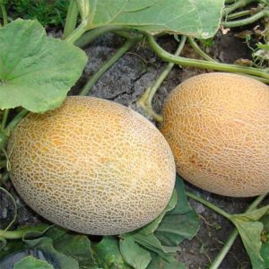 Instructions pour cultiver des melons en Sibérie en plein champ pour les jardiniers débutants