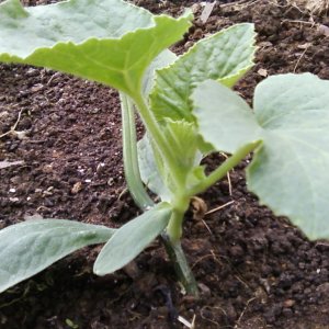 Instructions pour cultiver des melons en Sibérie en plein champ pour les jardiniers débutants