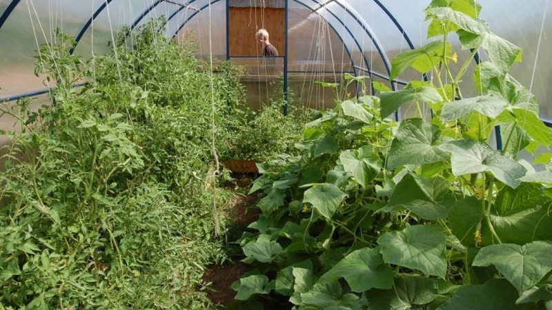 Est-il possible de cultiver des concombres et des tomates ensemble dans la même serre en polycarbonate