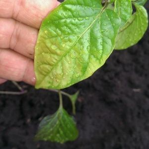 Les feuilles de poivre jaunissent dans une serre: que faire pour résoudre rapidement et efficacement le problème