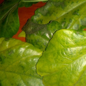 Les feuilles de poivre jaunissent dans une serre: que faire pour résoudre rapidement et efficacement le problème