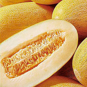 Nous cultivons nous-mêmes une délicieuse récolte: comment un melon pousse en serre, en plein champ et à la maison