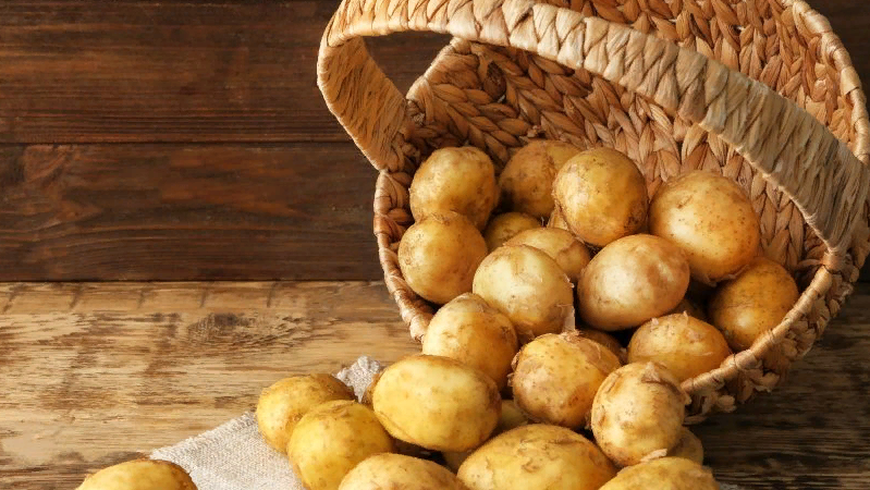 Une variété de pommes de terre à maturation précoce et peu exigeante Latona avec des tubercules jaunes