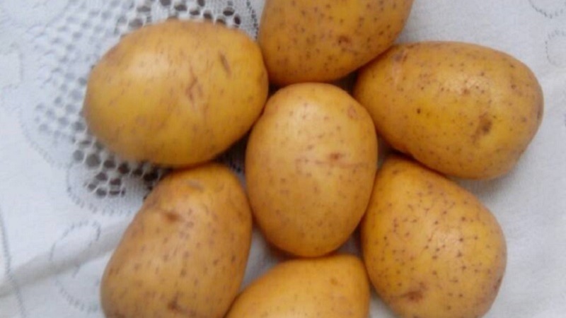 Variété de pommes de terre de table mi-saison Volat