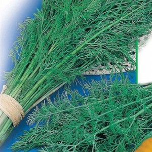 Les meilleures variétés d'aneth de brousse pour une riche récolte verte