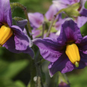 Description et caractéristiques de la variété de pomme de terre Laperla