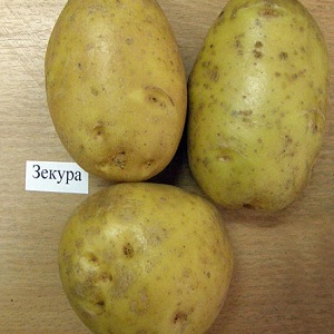 Ce qui est bien dans la variété de pomme de terre allemande Zekura: description, caractéristiques et avis