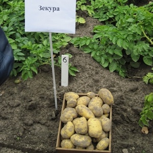 Ce qui est bien dans la variété de pomme de terre allemande Zekura: description, caractéristiques et avis