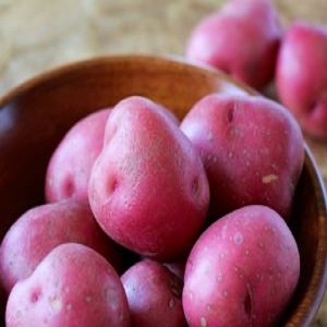 Capricieux à entretenir, mais très productif et savoureux variété de pomme de terre allemande Merlot