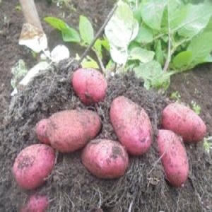 Capricieux à entretenir, mais très productif et savoureux variété de pomme de terre allemande Merlot