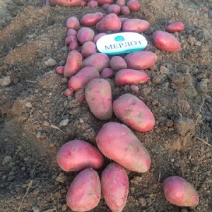 Capricieux à entretenir, mais très productif et savoureux variété de pomme de terre allemande Merlot