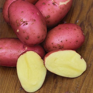 Capricieux à entretenir, mais très productif et savoureux variété de pomme de terre allemande Merlot