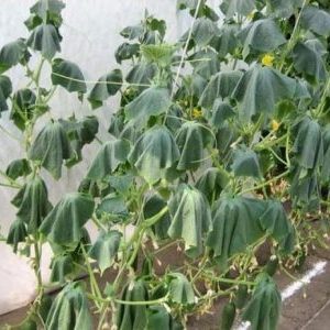 Quelles sont les maladies des plants de concombre: photo et description