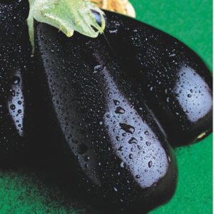 Nous comprenons les variétés d'aubergines: quelles sont leurs différences