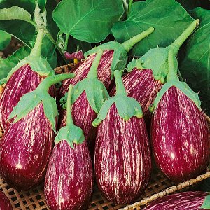 Nous comprenons les variétés d'aubergines: quelles sont leurs différences