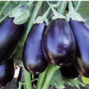 Nous comprenons les variétés d'aubergines: quelles sont leurs différences