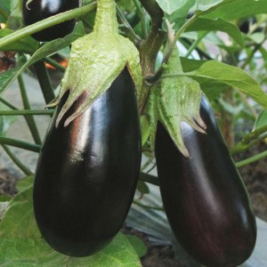 Nous comprenons les variétés d'aubergines: quelles sont leurs différences