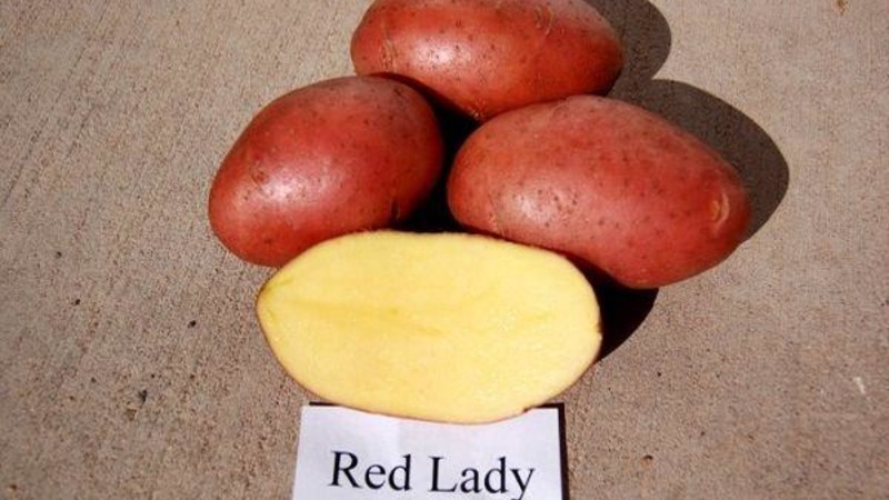 Variété de pomme de terre à maturation précoce résistante à la sécheresse Red Lady pour une longue conservation