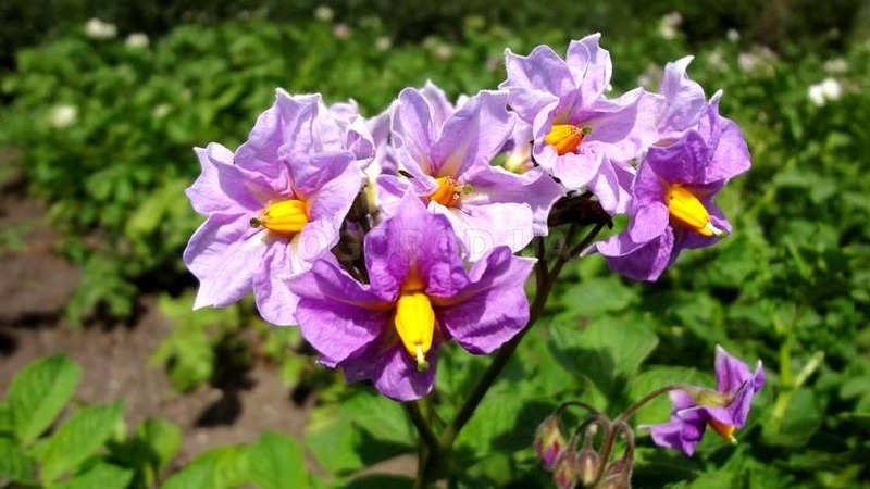 Variété de pomme de terre à maturation précoce résistante à la sécheresse Red Lady pour une longue conservation