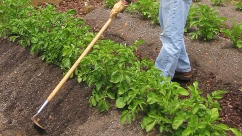 Variété de pomme de terre à maturation précoce résistante à la sécheresse Red Lady pour une longue conservation