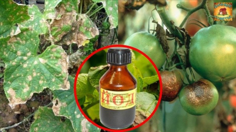 Nous combattons la maladie populaire de la tomate avec des méthodes traditionnelles: comment traiter les tomates avec de l'iode contre le mildiou