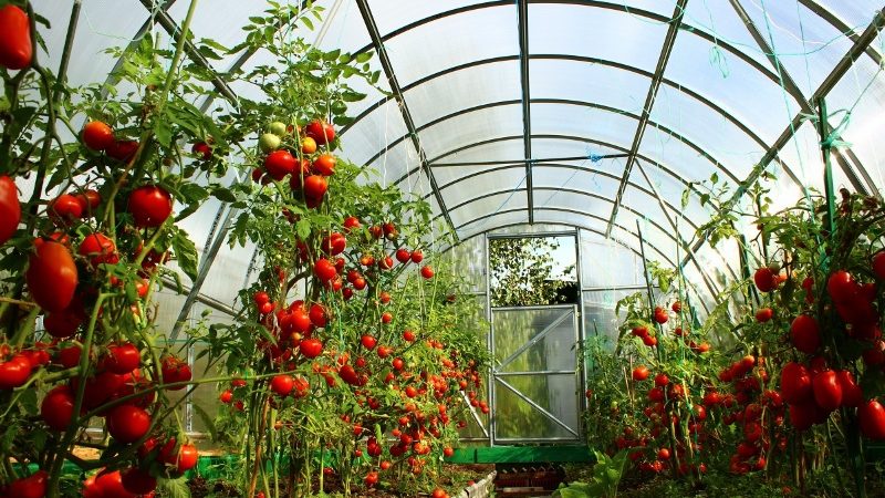 Nous combattons la maladie populaire de la tomate avec des méthodes traditionnelles: comment traiter les tomates avec de l'iode contre le mildiou