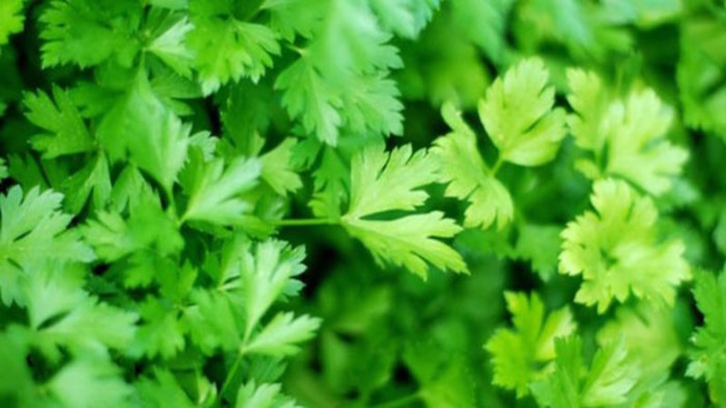 Comment le persil aide-t-il à lutter contre les poches sous les yeux et comment peut-il être utilisé