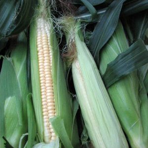 Comment faire tremper le maïs pour la plantation et faire pousser des cultures riches à partir de graines prêtes à l'emploi