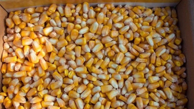 Comment faire tremper le maïs pour la plantation et faire pousser des cultures riches à partir de graines prêtes à l'emploi