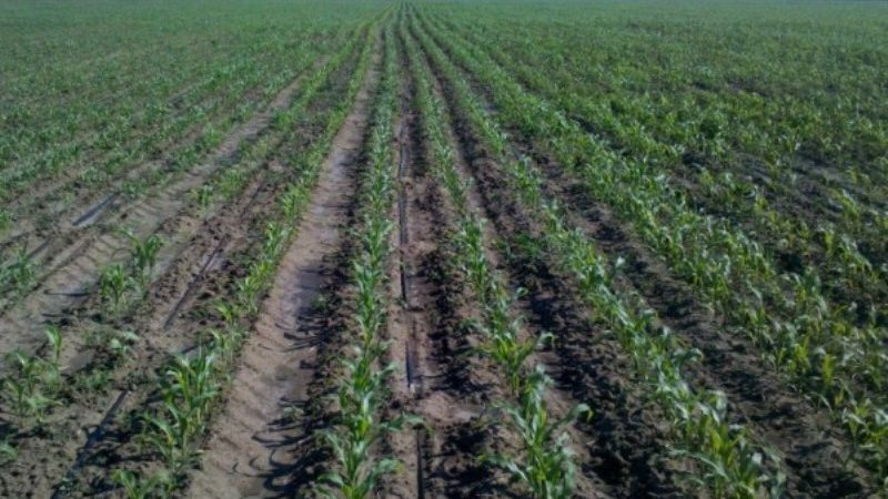 Comment faire tremper le maïs pour la plantation et faire pousser des cultures riches à partir de graines prêtes à l'emploi