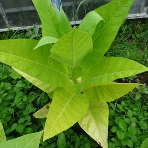 Examen du tabac Trapezond 92 et caractéristiques de sa culture