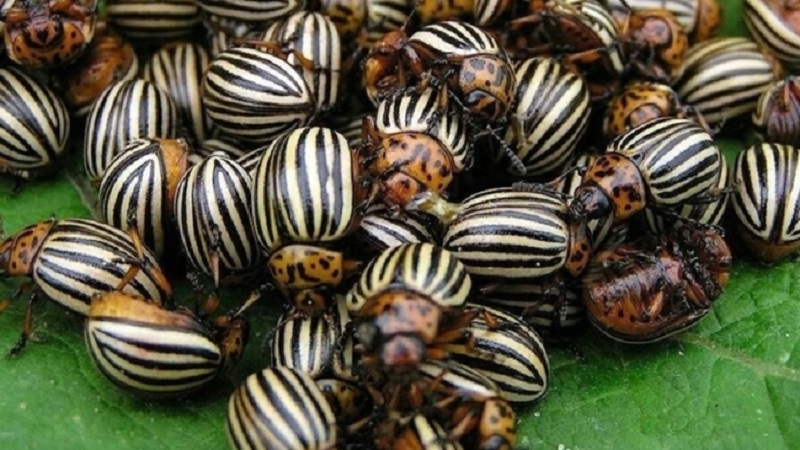 Les meilleurs moyens de traiter les maladies des aubergines: photo et description