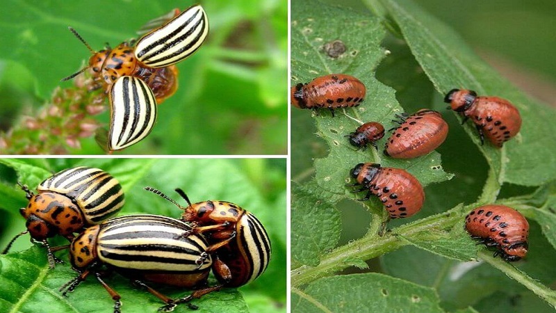Avantages et inconvénients de la culture de pommes de terre en utilisant la technologie néerlandaise