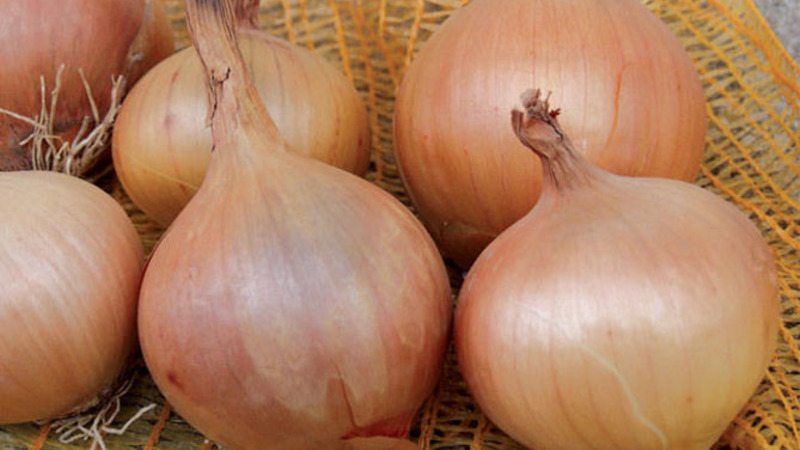 Ensembles d'oignon Sturon: est-il possible de planter avant l'hiver et caractéristiques de soins