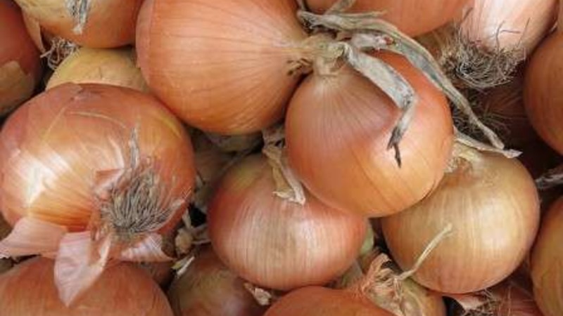 Ensembles d'oignon Sturon: est-il possible de planter avant l'hiver et caractéristiques de soins