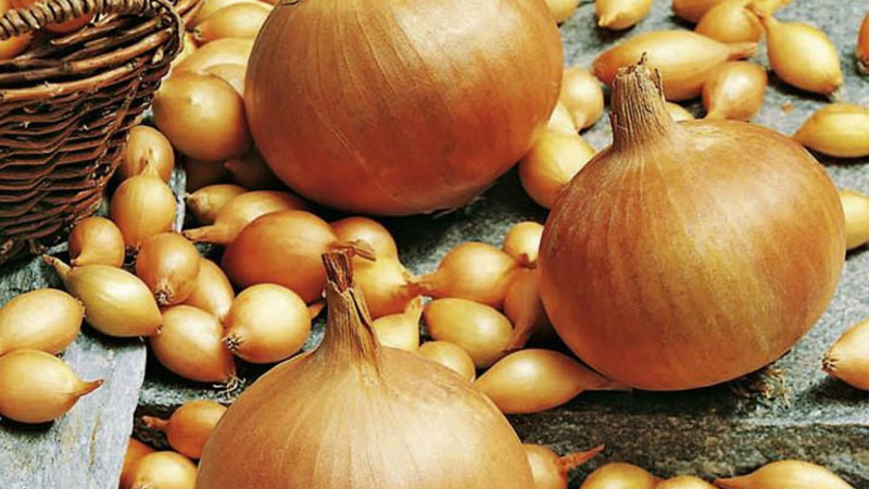 Ensembles d'oignon Sturon: est-il possible de planter avant l'hiver et caractéristiques de soins