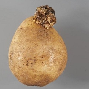 Comment traiter le cancer de la pomme de terre et est-ce dangereux pour l'homme