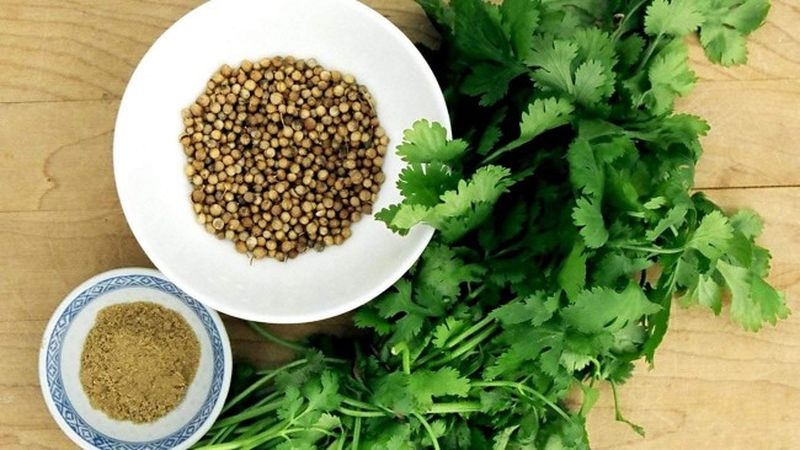 Comment distinguer la coriandre du persil