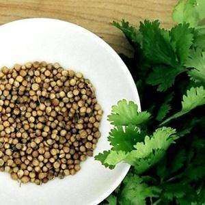 Comment distinguer la coriandre du persil