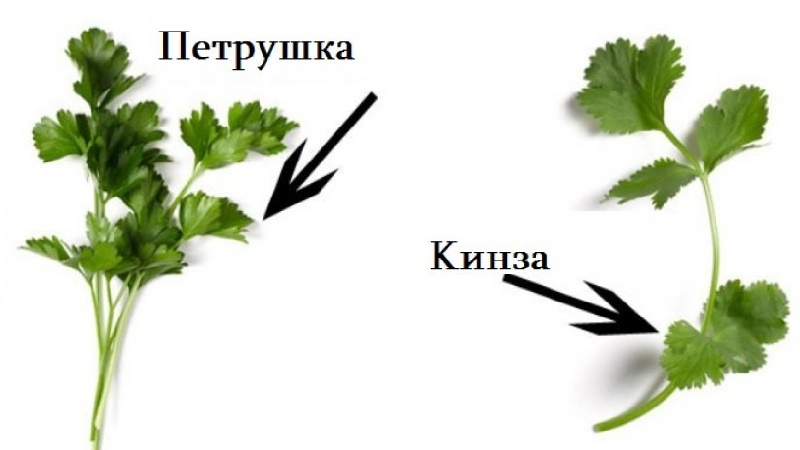 Comment distinguer la coriandre du persil