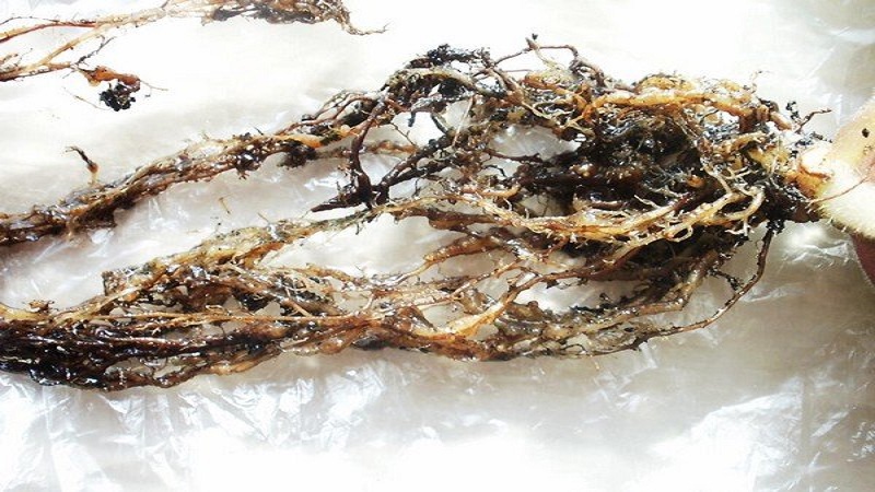 Qu'est-ce qu'un nématode de la pomme de terre et comment y faire face