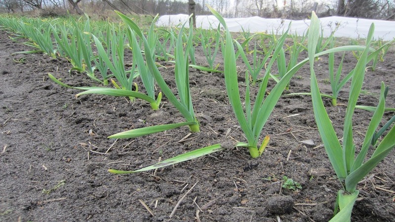Planter des oignons avant l'hiver: est-il possible de planter après les carottes