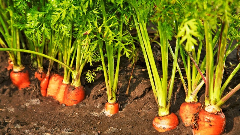 Planter des oignons avant l'hiver: est-il possible de planter après les carottes