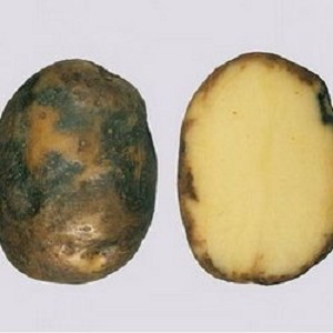 Qu'est-ce que le mildiou de la pomme de terre: une description de la maladie et des méthodes de traitement