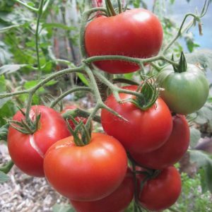 Nous formons les arbustes correctement: faites des tomates rabougries et quelles variétés ne nécessitent pas cette étape
