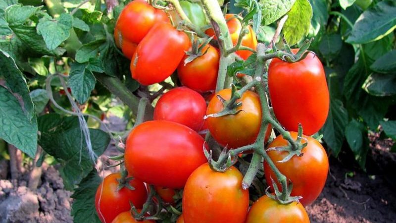 Nous formons les arbustes correctement: faites des tomates rabougries et quelles variétés ne nécessitent pas cette étape