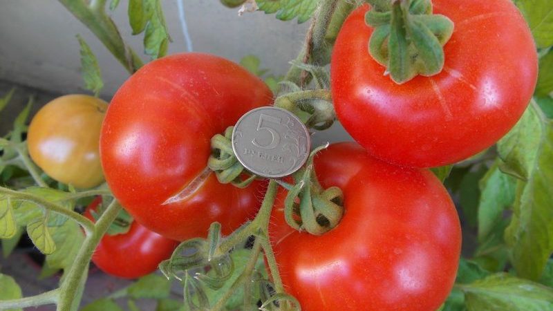 Nous formons les arbustes correctement: faites des tomates rabougries et quelles variétés ne nécessitent pas cette étape