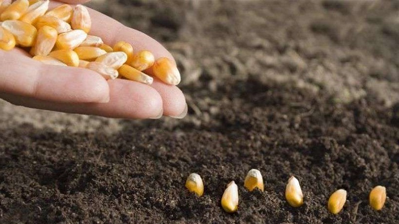 Comment pousse le maïs: photos et étapes de culture, conseils d'agriculteurs expérimentés