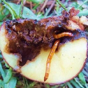 Lutte efficace contre les ravageurs: comment se débarrasser d'un ver fil de fer dans un champ de pommes de terre