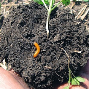 Lutte efficace contre les ravageurs: comment se débarrasser d'un ver fil de fer dans un champ de pommes de terre